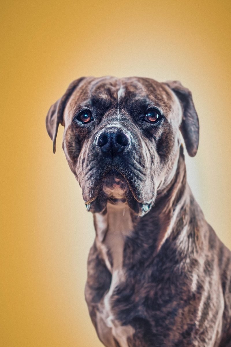 dog, pet, animal, nature, fur, cute, portrait