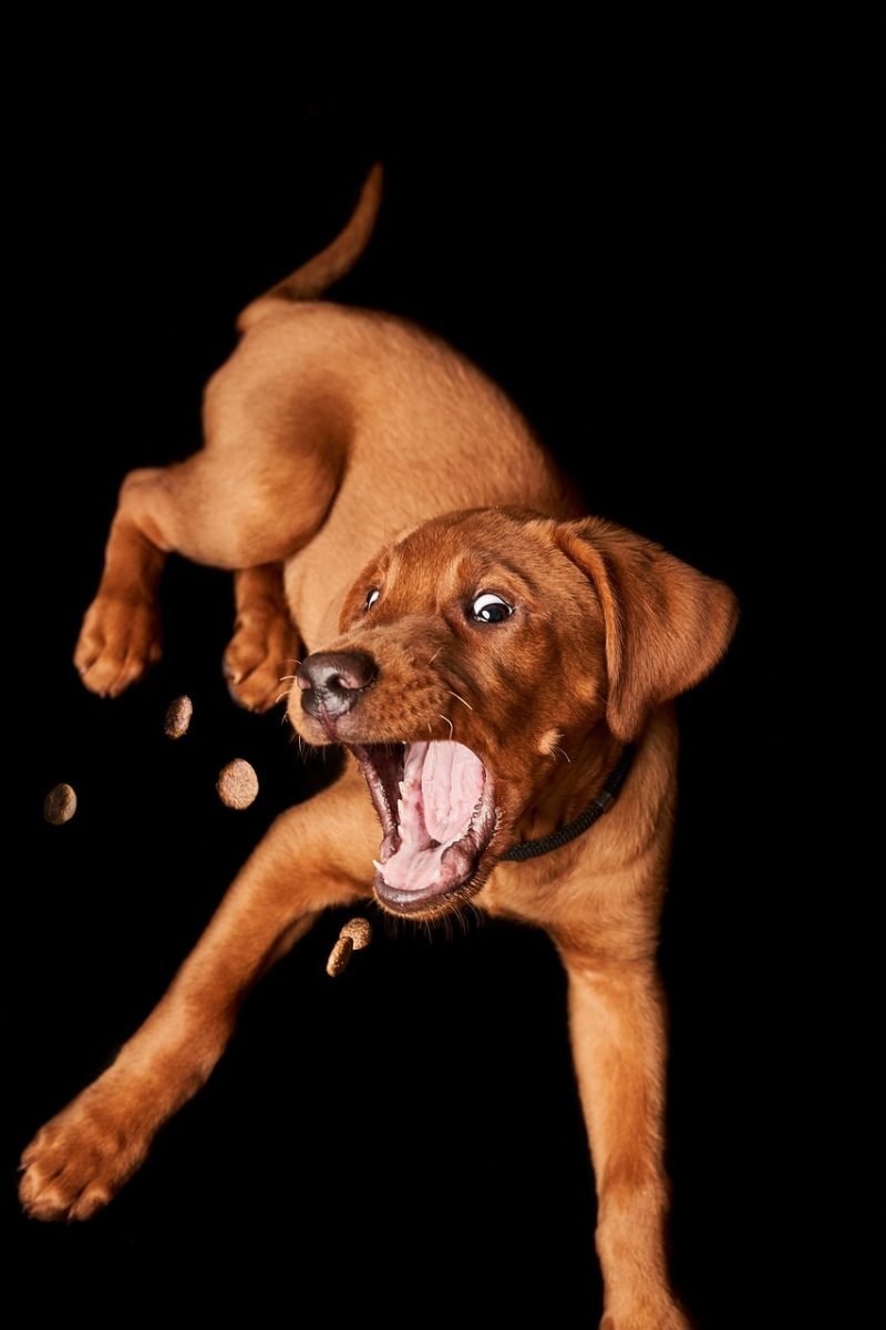 dog, puppy, catch, treat, domestic animal, animal, cute, small, adorable, labrador, mammal, lie, nature, portrait, young, pet, dog, dog, dog, dog, dog, puppy, puppy, puppy, labrador
